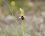 Ophrys de Provence - sous réserve