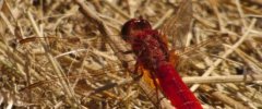 Crocothemis écarlate Crocothemis erythraea