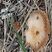 Champignon inconnu ?