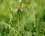 Ophrys abeille - sous réserve