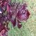 Prunier Cerise