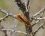 Chenile de bombyx - Lasiocampidae