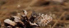 L Agreste papillon rare en Nord Pas de Calais Picardie
