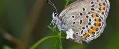 Plebejus argus 005