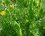 Gesse aphylle (lathyrus aphaca)