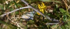 Azuré de la bugrane femmelle Polyommatus icarus