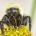 Bourdon fébrile (Bombus impatiens)