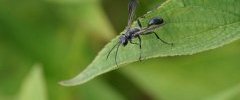 Ammophila sp sous réserve