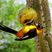 Icterus jamacaii