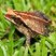Crapaud jaune