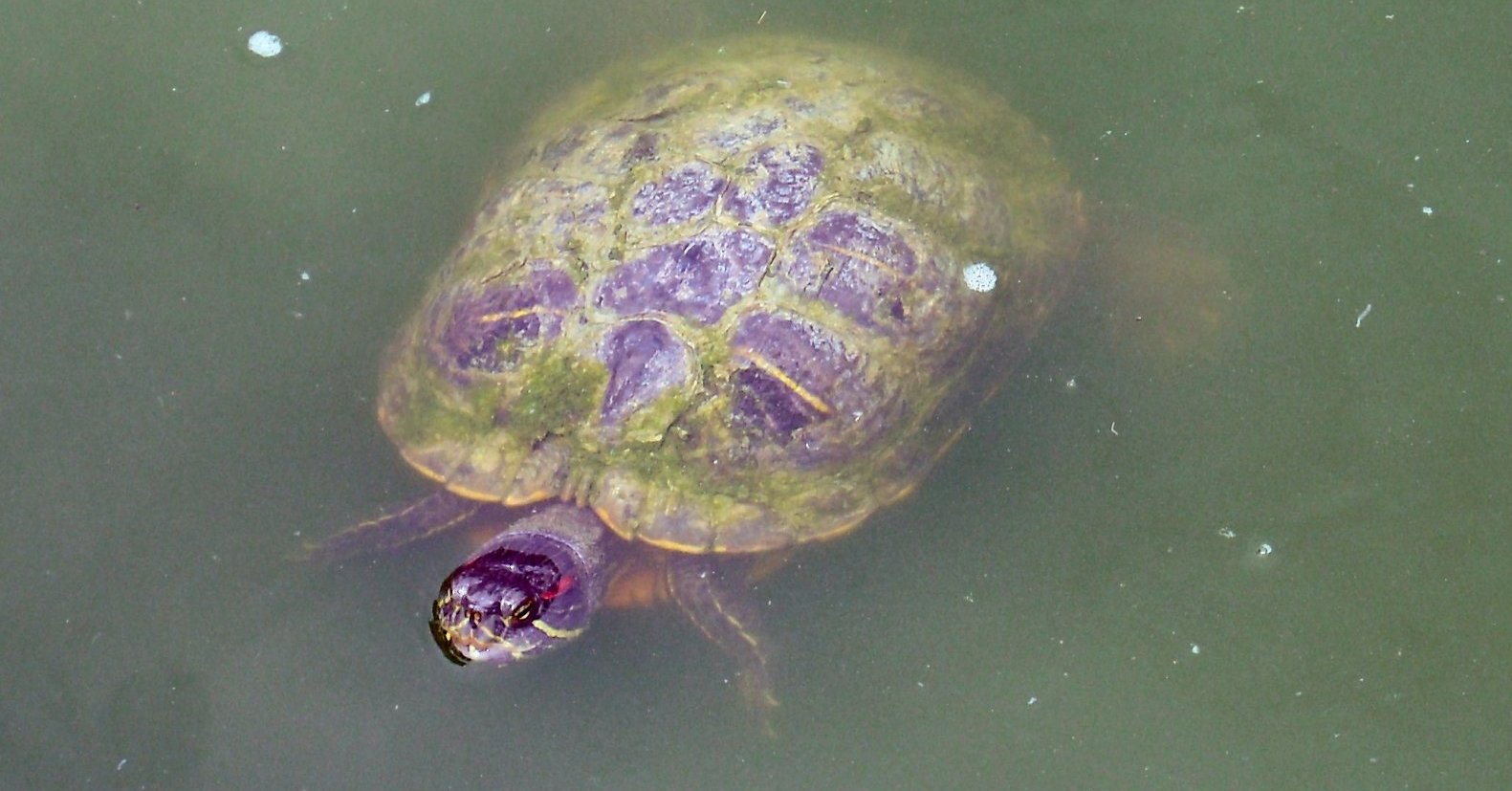 amenagement aquarium tortue de floride