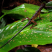 Lézard