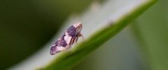 Cicadelle sp