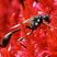 Eremnophilia aureonotata