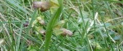 ophrys araignée