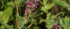 Salicaire officinale Lythrum salicaria