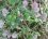 Trèfle des champs (trifolium arvense)