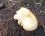 Champignon. (dessus).
