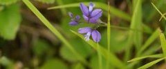 Polygala vulgaris