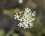 Myathropa florea