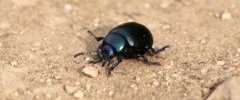 Timarcha tenebricosa