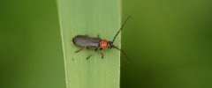 Cantharis sp