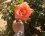 la rose