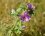 Mauve sylvestre