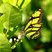 Papillon avec des ailes vertes