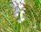 Orchis bouffon (anacamptis morio)