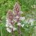 Orobanche du panicaut