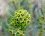 Fleur d'euphorbe characias