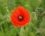 Coquelicot