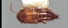 Tachyporus nitidulus 2012bm5 10