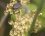Cétoine grise sur une fleur de jonc piquant