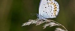 Plebejus argyrognomon