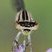 Genus Enallagma femelle