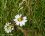 Syrphe sur marguerite