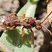 Abeille genre Nomada (genus Nomada)