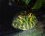 Ceratophrys ornata