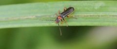 Cantharis sp 2