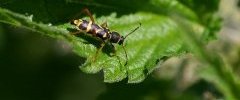 Clytus arietis