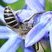 Collète commun de l'Est (Colletes inaequalis)
