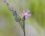 Silene sp.