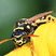 Poliste gaulois (Polistes dominula)