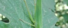 Conocéphale gracieux ( Ruspolia nitidula )