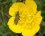 Oedomère sp. sur fleur de renoncule