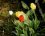 Tulipes horticoles