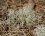 Cladonia portentosa - sous réserve