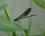 Calopteryx xanthostoma - immature